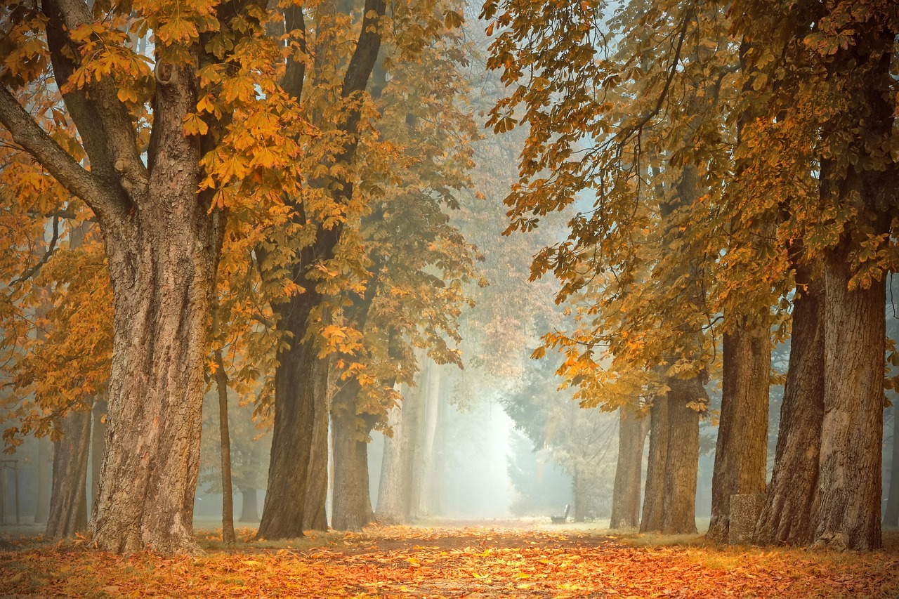 Verlichte zeiljachten met herfstdecoraties bij zonsondergang.