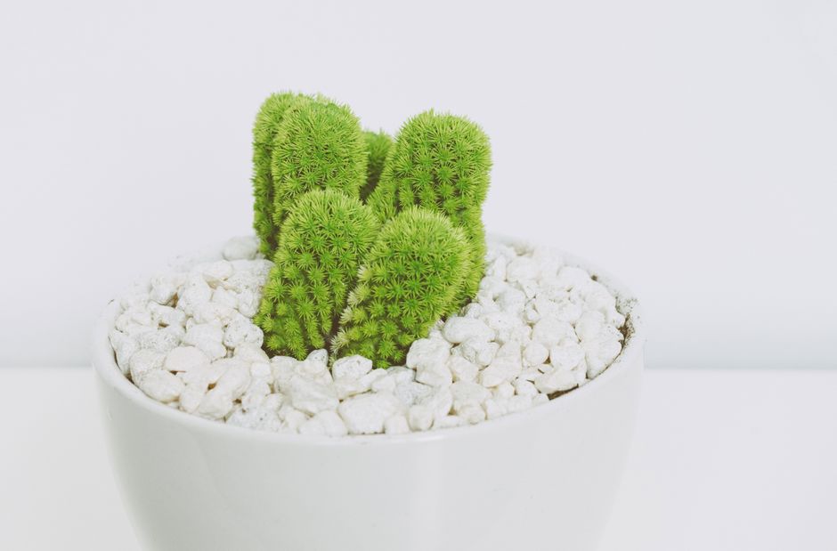 Herfstachtig interieur met kleurrijke cactussen.
