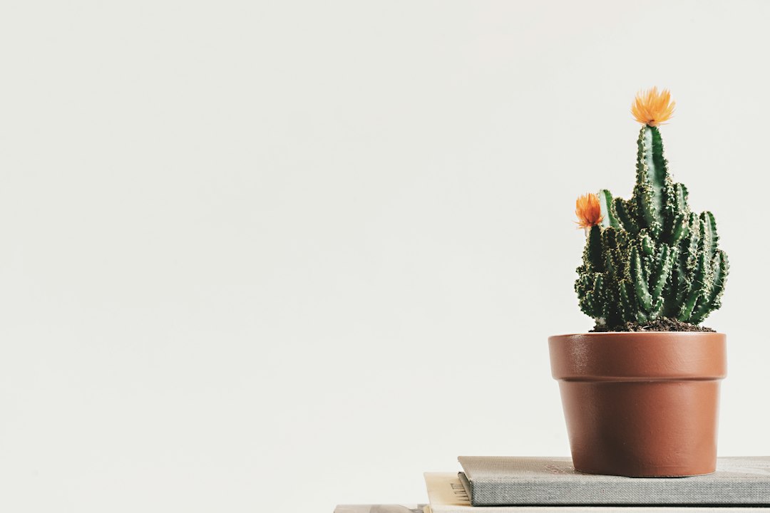 Cactussen in diverse potten versieren herfsttafel.